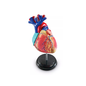 Learning Resources Learning Resources Anatomický model srdce