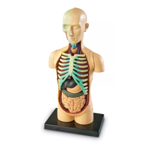 Learning Resources Learning Resources Anatomický model lidského těla