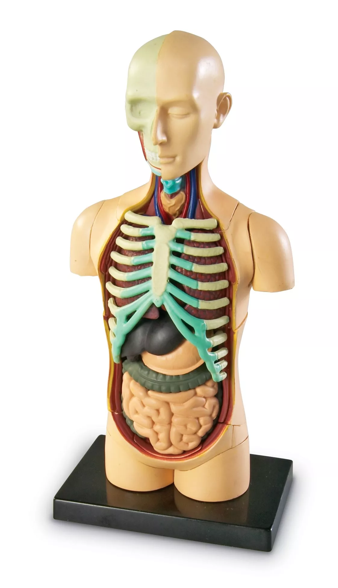 Learning Resources Learning Resources Anatomický model lidského těla