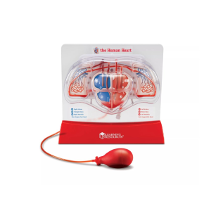 Learning Resources Learning Resources Krevní oběh v srdci