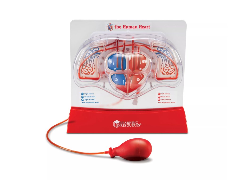 Learning Resources Learning Resources Krevní oběh v srdci