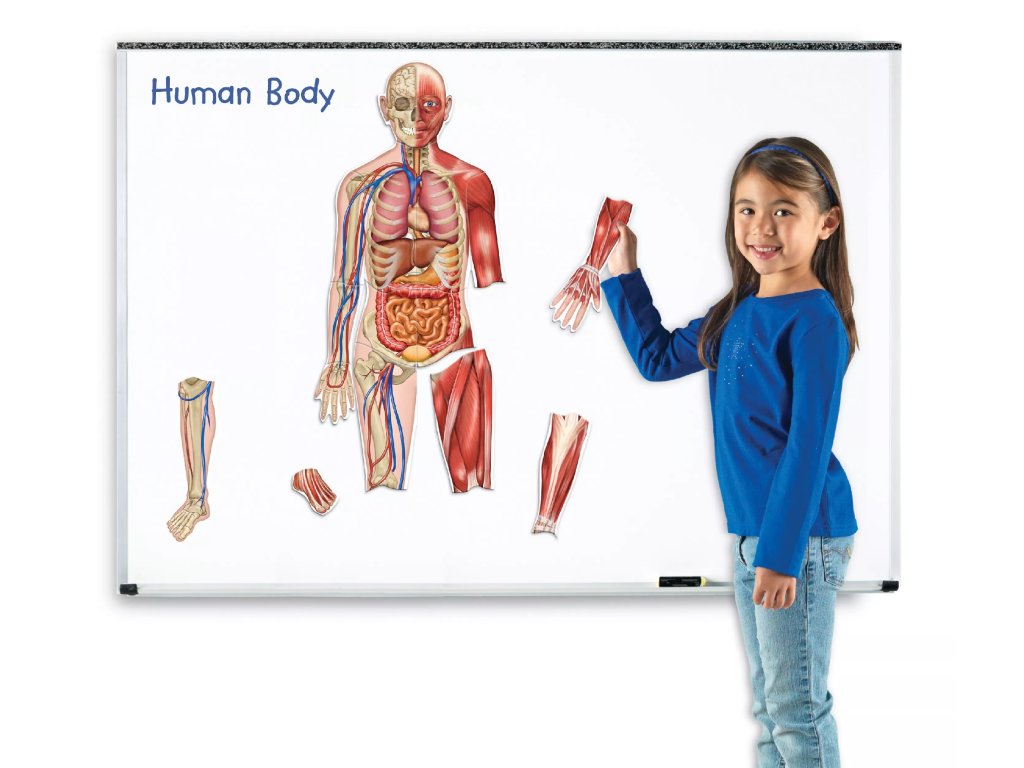 Learning Resources Learning Resources Oboustranné magnetické lidské tělo